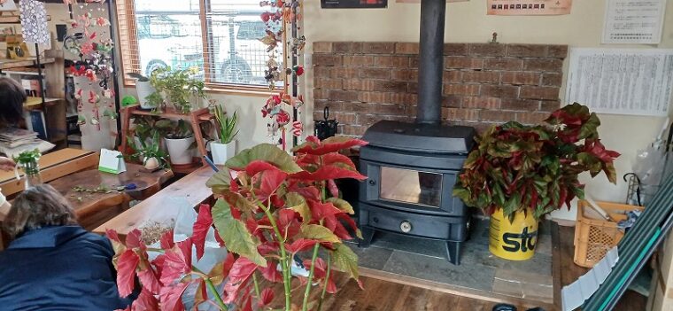 山六木材事務所玄関にある植物も冬支度！薪ストーブの似合う季節に！
